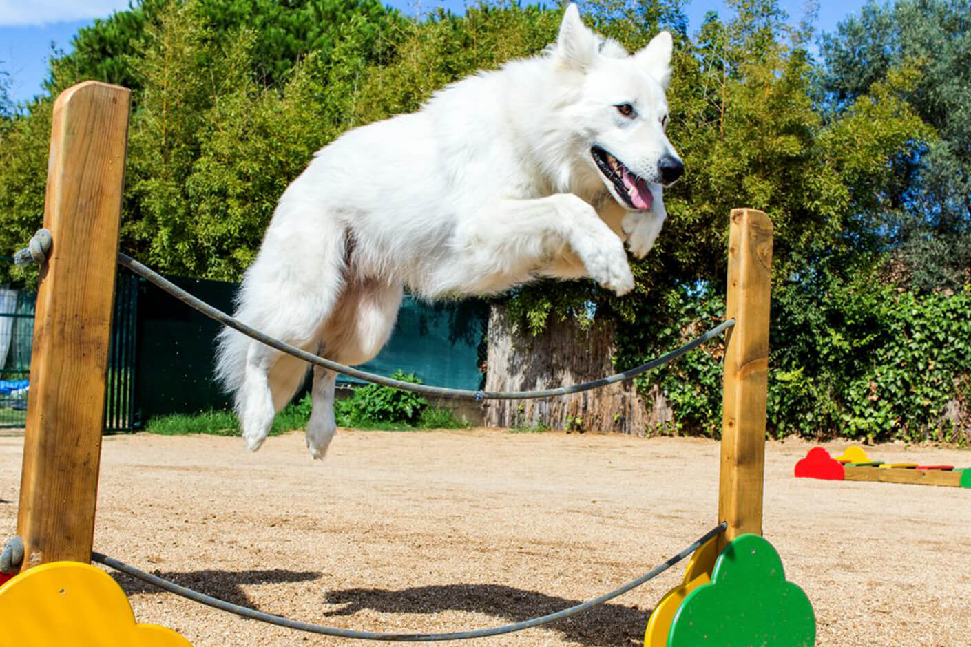 juegos entre perros