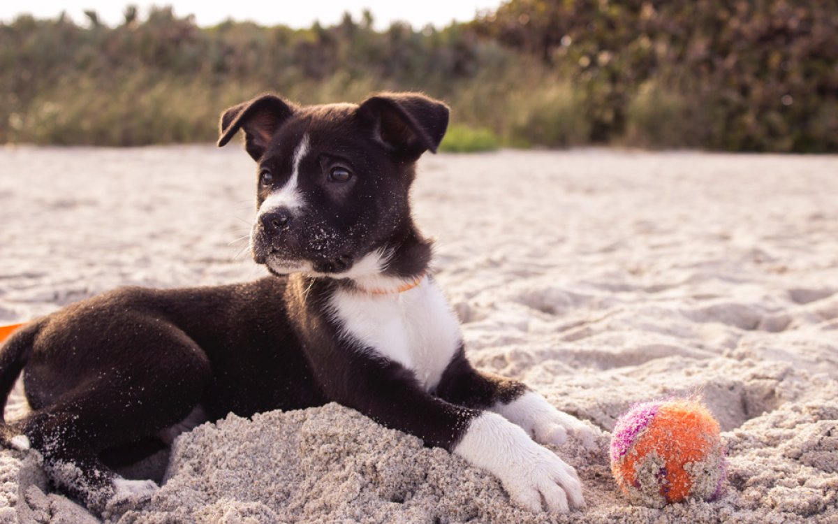 Normativa para perros del camping en la playa