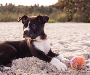 Normativa para perros en el camping