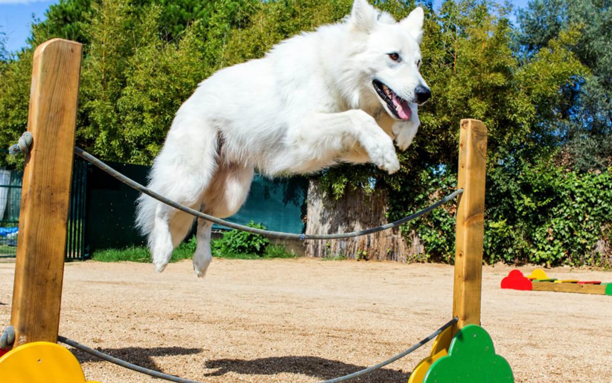 Play dogs Area