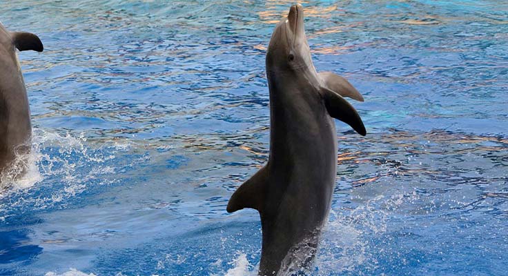 Venez admirer les dauphins du parc Marineland à proximité de Blanes