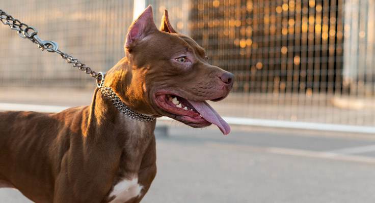 Les chiens catégorisés (catégorie 1 et catégorie 2) ne sont pas autorisés au camping El Pinar