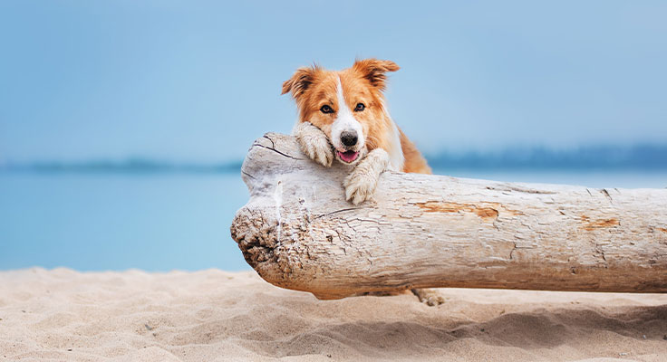 Les chiens ne sont pas autorisés sur la plage à Blanes