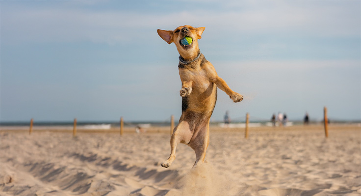 Amenez votre chien au camping El Pinar &agrave; Blanes